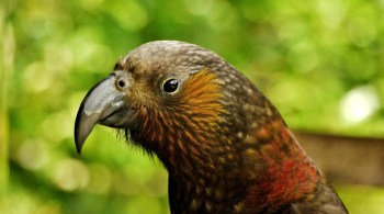 A disputa "Pássaro do Ano" acontece desde 2005 e foi estabelecida como uma forma de incentivar os neozelandeses a aprender sobre aves nativas