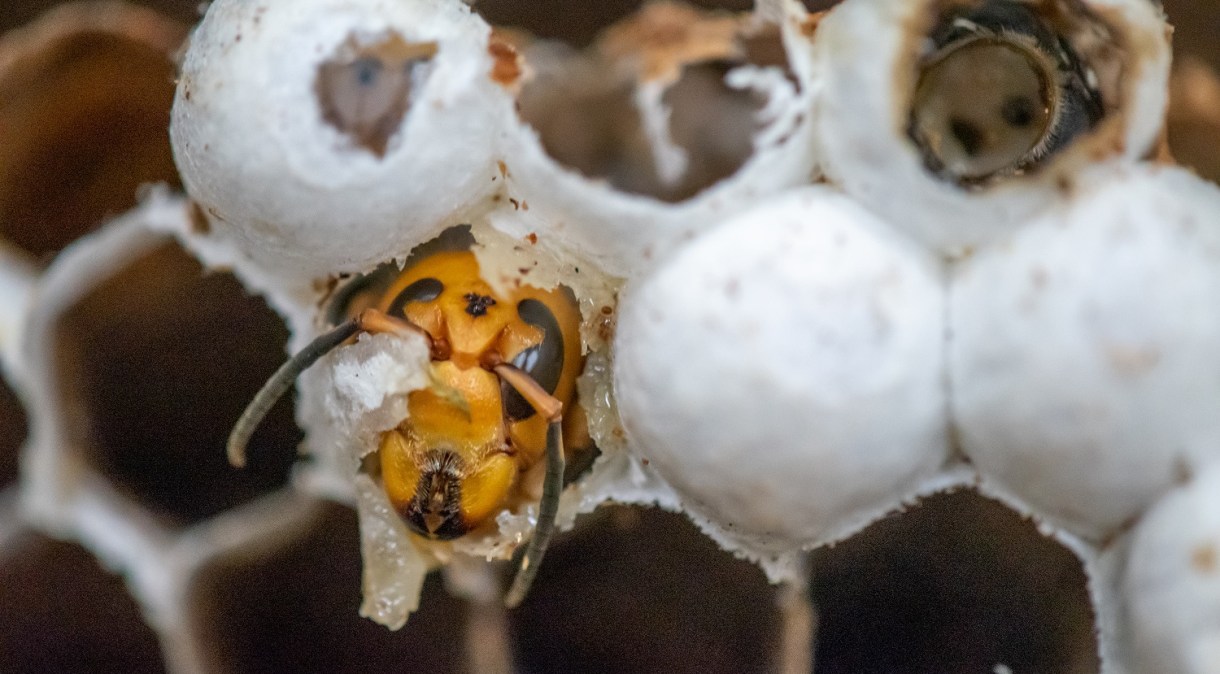 Vespa gigante asiática, conhecida como vespa assassina, dentro de caixilho em ninho descoberto no estado de Washington