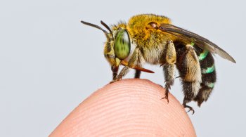 Descobertas estabelecem um importante patamar e melhores práticas para estudos futuros sobre esses insetos e outros invertebrados pouco estudados