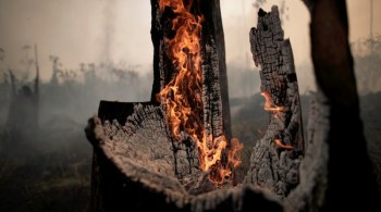 Ao todo, mais de 7000 espécies podem servir de alimento, mas 90% de tudo que a humanidade consome vêm de apenas 15 plantas