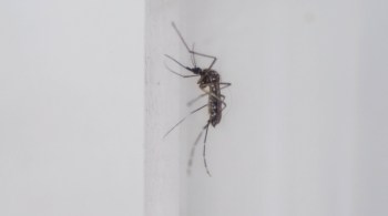 Em entrevista à CNN Rádio, Gúbio Soares afirmou que, entre os motivos, estão o “abandono dos métodos de controle” do Aedes aegypti em meio à Covid-19