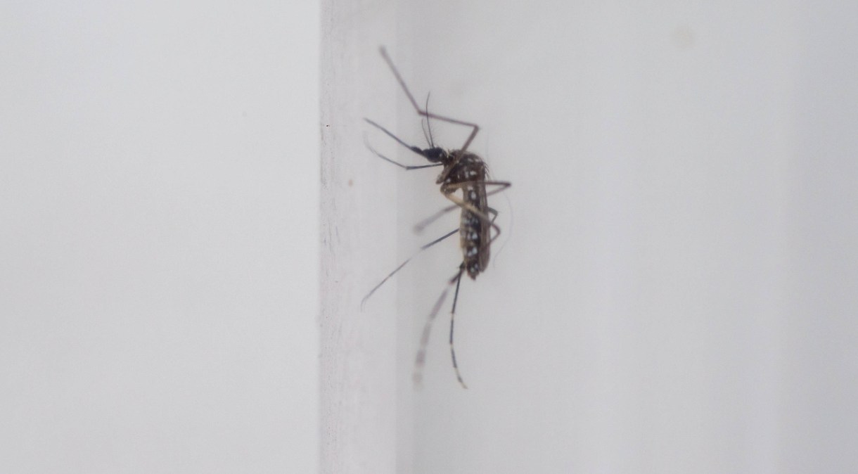 Mosquito da espécie Aedes aegypti, transmissora da dengue, da zika e da chikungunya