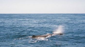 Cerca de 100 baleias-piloto e golfinhos-nariz-de-garrafa morreram em um encalhe em massa nas remotas ilhas Chatham, pertencentes à Nova Zelândia