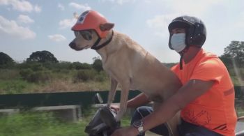 Bogie, de 11 anos, tem óculos, jaqueta e capacete próprios para andar de moto pelo país