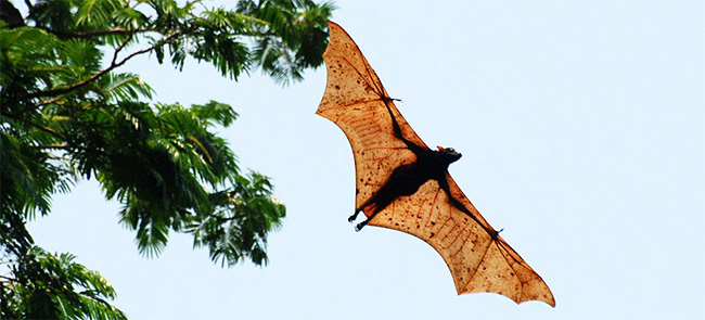 O morcego-dourado-filipino pode chegar a 1,7 metro de comprimento com as asas abertas