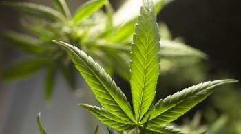 Segundo cientistas, usuários de cannabis de alta potência são mais propensos à dependência e impactos na saúde mental