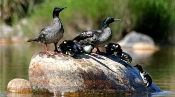 Pato-mergulhão é chamado de "embaixador das águas"; há apenas cerca de 250 espécimes restantes no Brasil