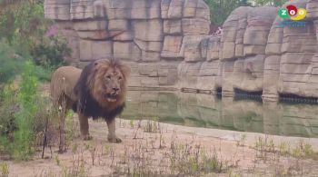 Um macho e três fêmeas tiveram sintomas leves e passaram por teste PCR no Zoológico de Barcelona