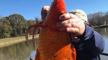 Animal pesa mais de 4 quilos e foi devolvido ao lago após a foto; fato foi divulgado nesta segunda-feira (7), pelo Greenville County Rec, na Carolina do Sul