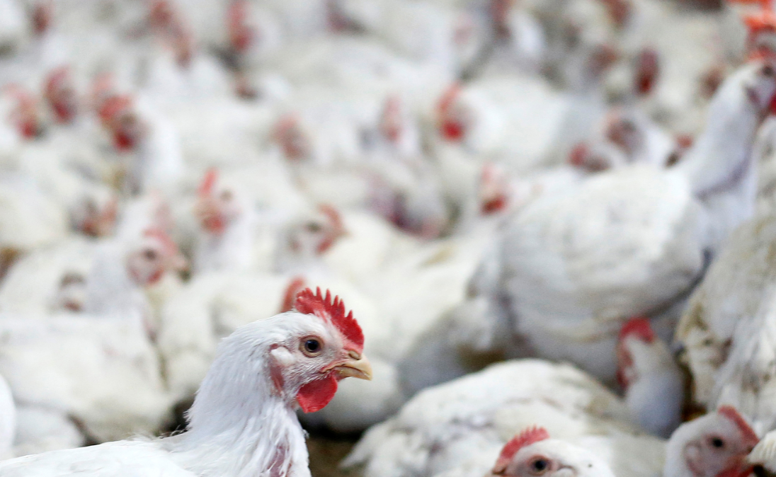 Agronegócio: Granja de frangos no Paraná