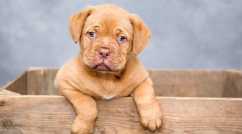 Até hoje, o país registrou 25 casos suspeitos da doença em animais por possível contágio, entre eles, 16 cachorros