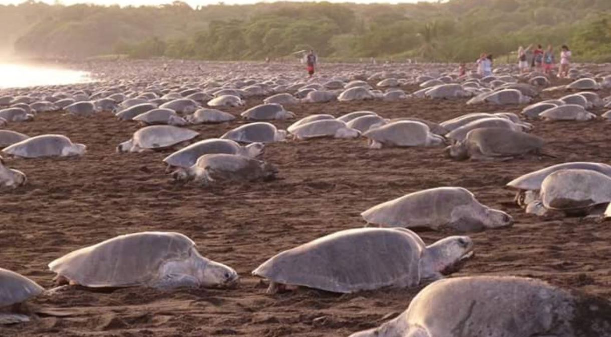 Comércio ilegal de ovos é amaça para reprodução de tartarugas