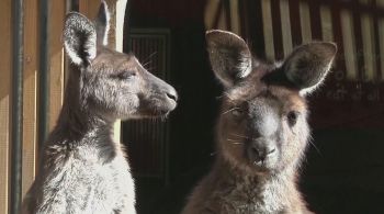 Animais pediram ajuda dos humanos para conseguir comida durante pesquisa australiana