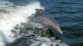 Animais que foram expostos por longos períodos a ambientes aquáticos de água doce passaram a ter lesões semelhantes a queimaduras na pele