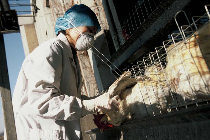 Surto de gripe aviária preocupa criadores de aves na Índia, mas não representa risco grave para humanos