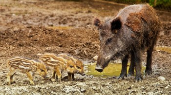 A doença não afeta humanos, mas é fatal para porcos