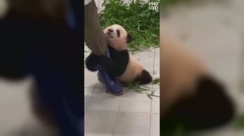 Fu Bao, de apenas seis meses, mora no zoológico da cidade de Yongin, na Coreia do Sul, e viralizou com vídeo fofo nas redes sociais
