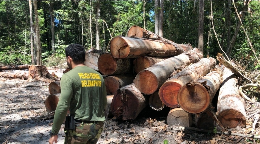 Imagens de um acampamento de desmatamento ilegal encontrado durante as diligências de investigação