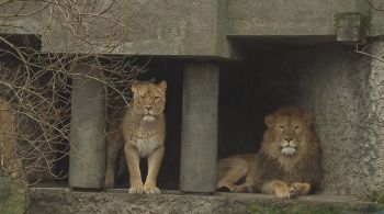 Impacto econômico forçou decisão do parque de Amsterdã. Duas leoas e um leão serão mandados para outro zoológico, na França.