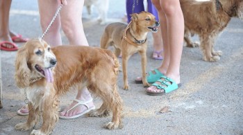 Centro de Controle e Prevenção de Doenças dos EUA afirma que chance de um animal de estimação transmitir o vírus para uma pessoa é baixo