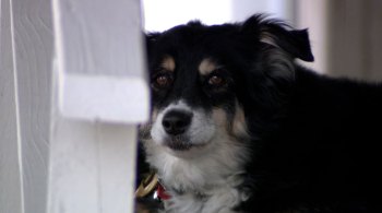 Lulu, uma border collie de Nashville, no Tennessee, foi beneficiada pelo testamento de seu antigo dono, Bill Dorris, que morreu no ano passado