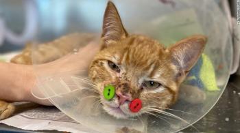 O gatinho tinha uma mandíbula quebrada e graves lacerações faciais, que os veterinários consertaram de uma forma original, usando quatro botões