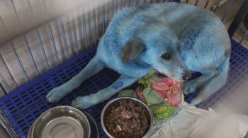 Cor anormal do pelo dos animais chamou a atenção dos moradores locais, que acionaram as autoridades