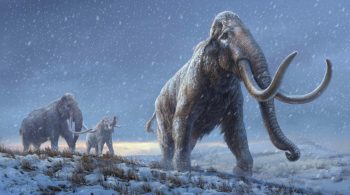 Animal teria vivido há mais de 30 mil anos, durante era do gelo