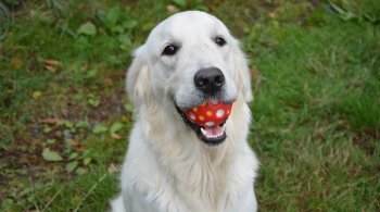 Estudo sugere que os animais, assim como humanos, têm consciência e provavelmente entendem consequências de seus atos