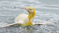 Raríssimo, pinguim-rei amarelo é fotografado em ilha do Atlântico Sul