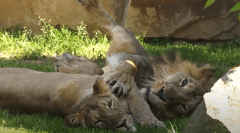 Eles provavelmente foram infectados pela equipe e outros animais serão testados