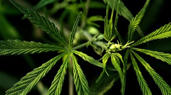 O Extrato de Cannabis Sativa Alafiamed 200 mg/ml se tornou o 9º à base da planta autorizado no Brasil 