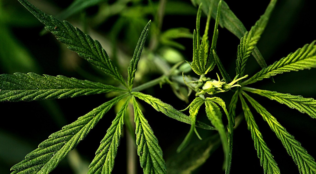 Plantação de cannabis
