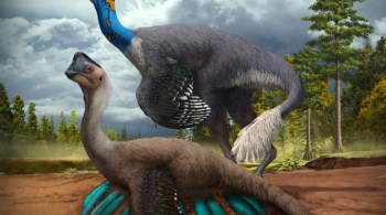 Descoberta do espécime de 70 milhões de anos ocorreu no sul da China; cientistas também documentaram 'pedras do estômago' pela 1ª vez em oviraptorossauro