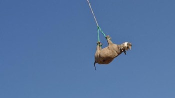 De acordo com pesquisadores, a chance de sobrevivência da espécie rinoceronte-negro no continente africano é muito maior quando transportada para outras regiões