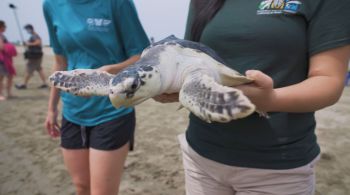 Em fevereiro, voluntários resgataram animais no Texas e, agora que clima está mais ameno, eles voltaram para o mar