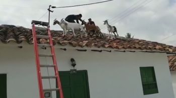 Autoridades ainda não sabem como os animais subiram até o local