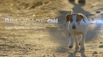 Série de documentários "A Vida Secreta dos Cachorros" estreia nesta quarta-feira na programação da CNN Brasil