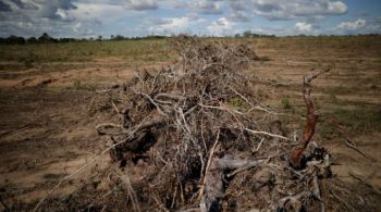 A produtora de grãos e oleaginosas SLC Agrícola, que vende para a Bunge e outras tradings, foi a responsável pela maior parte do desmatamento