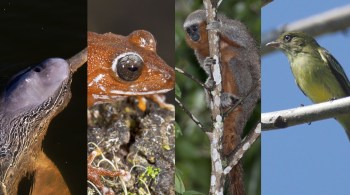 Dupla de cientistas consegue prever onde estão os seres vivos ainda não catalogados; pela amostragem, 10% estão no território brasileiro