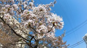 Florada antecipada, fato inédito em 1.200 anos, pode ser efeito do aquecimento global e afeta outros ecossistemas