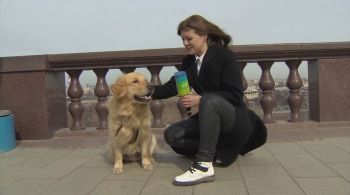 Jornalista teve que sair em disparada atrás do golden retriever para recuperar equipamento e, depois, decidiu 'entrevistá-lo' para a TV