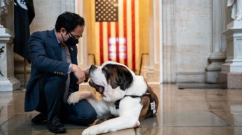 Após tragédias, presença dos cães ajuda a aliviar tensões e traz momentos de descontração entre profissionais de segurança, políticos e jornalistas