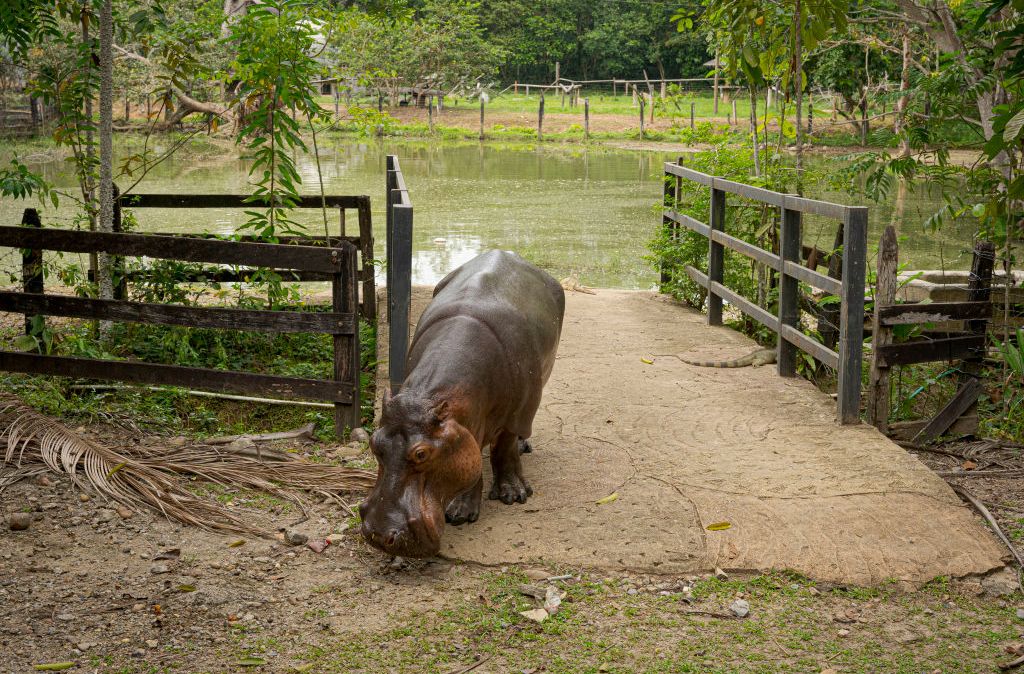 Lady Vanessa, uma hipopótamo fêmea deixada por Escobar na Hacienda Napoles. Atualmente, quase uma centena desses animais vivem na região