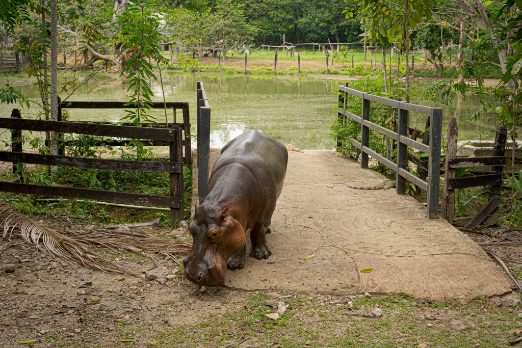 Lady Vanessa, um dos animais deixados por Escobar na Hacienda Napoles