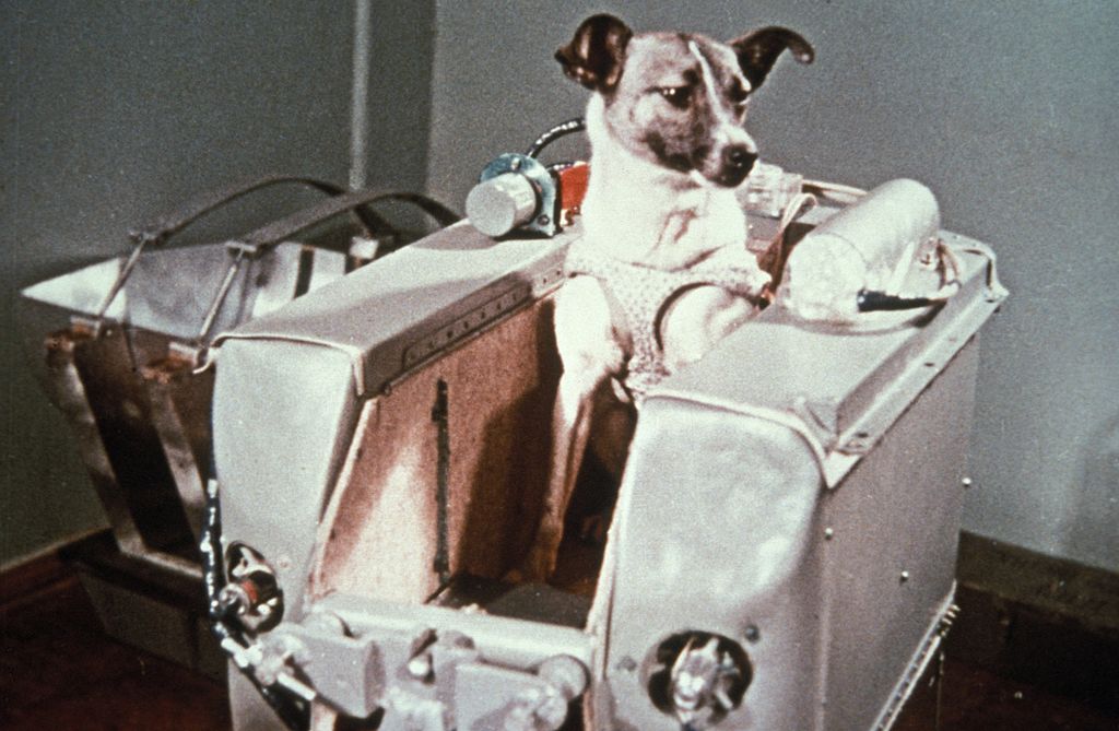 A cadela Laika, enviada ao espaço pela União Soviética