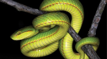 Víbora Trimeresurus salazar pode ser encontrada na Índia