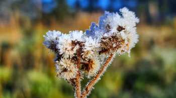 A mínima de -2,2ºC foi registrada na cidade de Urupema, na serra catarinense, nas primeiras horas desta manhã; veja fotos do frio na serra catarinense 