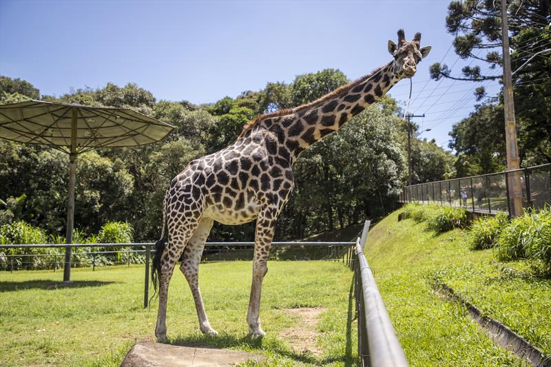 As girafas normalmente têm uma expectativa de vida de apenas 15 anos, 17 a menos do que Pandinha alcançou