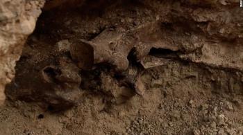 Descoberta aconteceu durante construção de uma piscina; evidências mostram que o animal viveu entre 6 mil e 14 mil anos atrás 